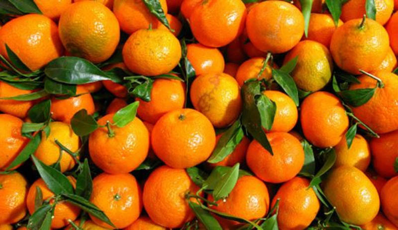 कोरोना कहरको असर : पाएनन्, सल्यानका सुन्तलाले बजार