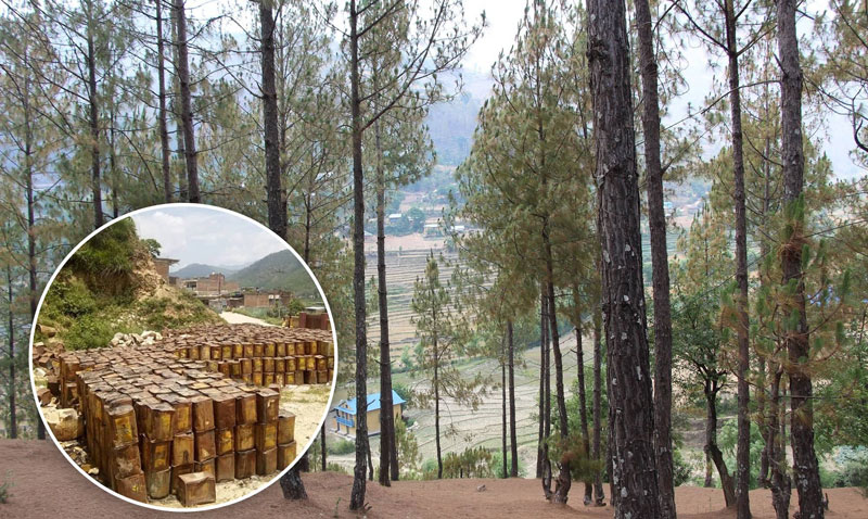 सल्यानमा गंगा राेजिन एण्ड टर्पेन्टाइनले मापडण्ड विपरित साना सल्लाबाट खोटो निकाल्यो