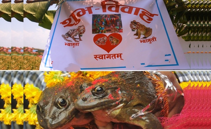 पानी नपरेको भन्दै भ्यागुताको विवाह गराइयो